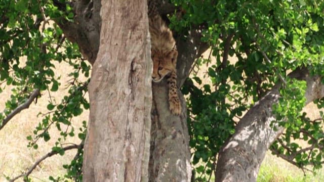Cheetah Climbing on a Leafy Tree