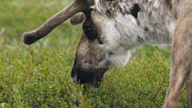 Close View of a Reindeer Grazing