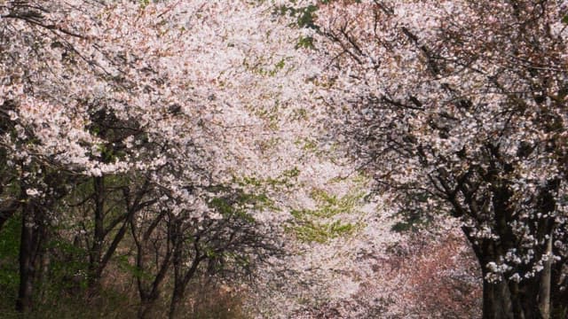 Cherry blossoms in full bloom swaying in the spring breeze
