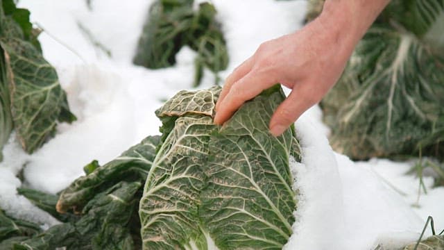 Harvesting cabbage grown in a snow-covered field