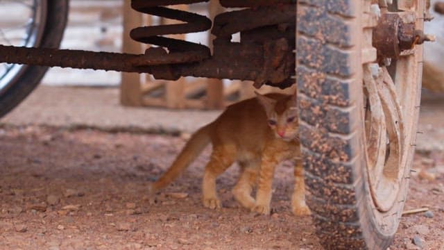 Kitten exploring under a vehicle