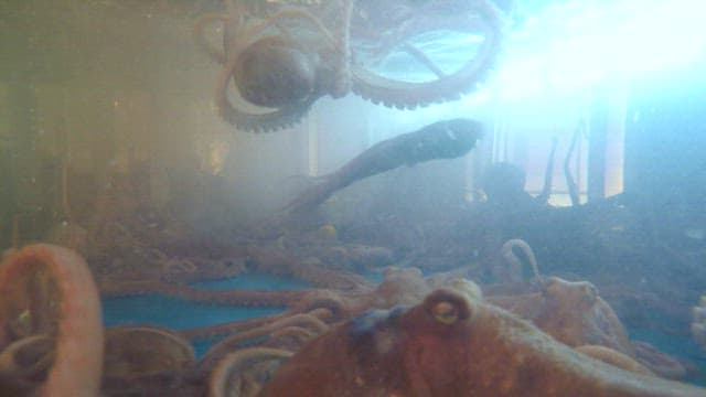 Octopuses swimming in a tank