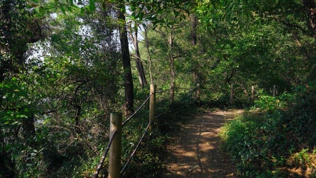 Serene forest path on a sunny day