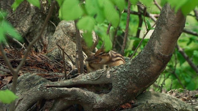 Squirrels in a Lush Green Forest