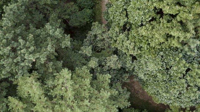 Aerial View of a Lush Green Forest Path