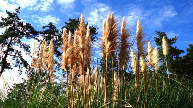 Pampas grass swaying under a sunny blue sky