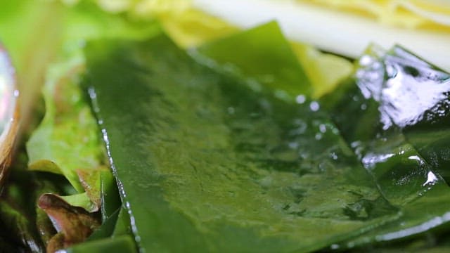 Fresh abalone placed on top of sea mustard with chopsticks