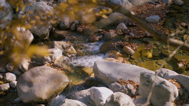 Serene Stream Flowing Through Autumn Forest