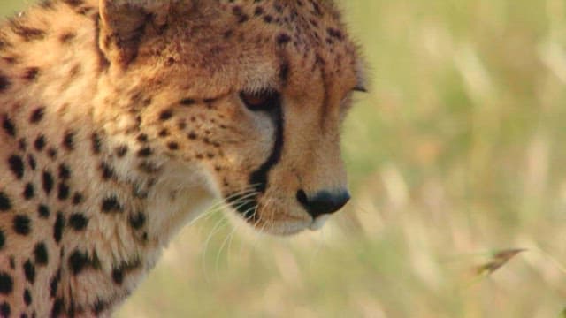 Cheetah's Eyes Scanning the Savanna Grassland