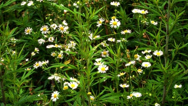 Wild daisies blooming in a lush green field