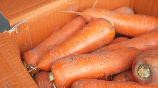 Harvested Fresh Carrots in a Box