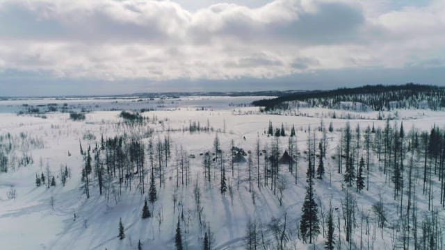 Winter Landscape with Snow-covered Trees