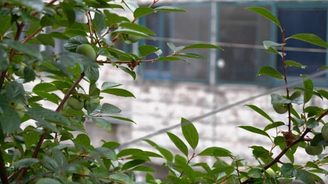 Rain-kissed persimmons outside a building window