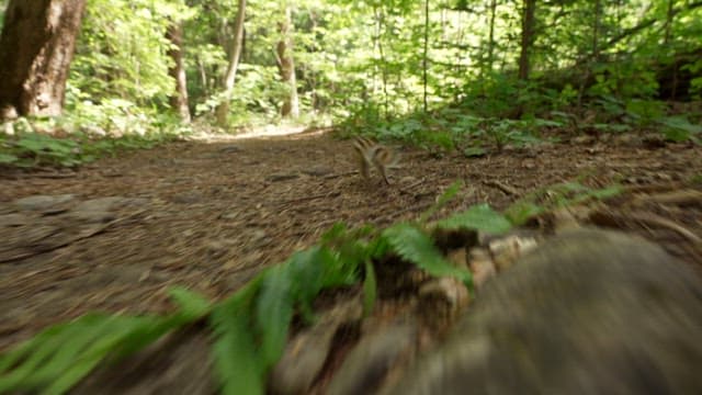Squirrel Hurrying Through a Forest Path
