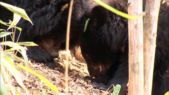 Black bears foraging in forest habitat