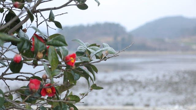 Red camellia flowers by a serene seaside