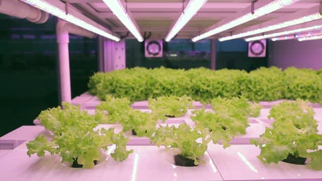 Green Lettuce Grown under Smart Farm Lighting