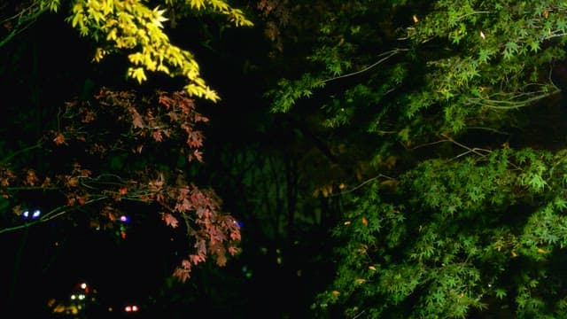 Autumn trees in the city swaying at night with lights in the background