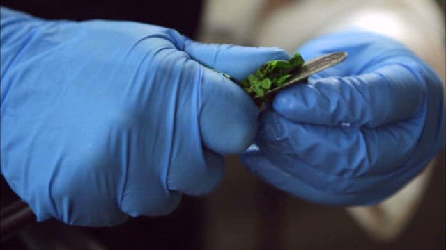Chopping herbs and adding them to a tomato dish being cooked in a frying pan