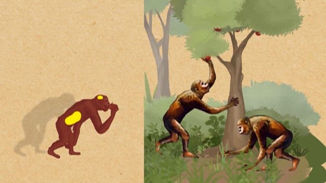 Lifestyle of Prehistoric Humans