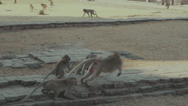 Monkeys Playing on Ancient Stone Ruins