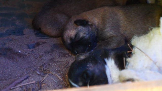 Puppies sleeping together in a cozy spot at night