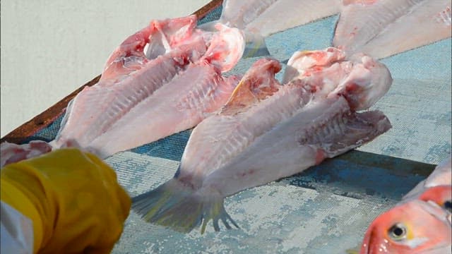 Fish drying in the sun on a rooftop near the sea