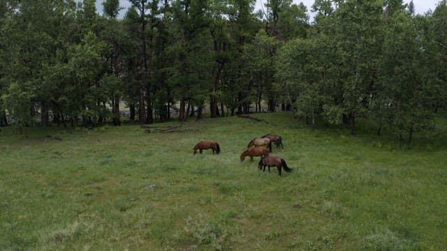 Horses Grazing Peacefully in a Lush Forest