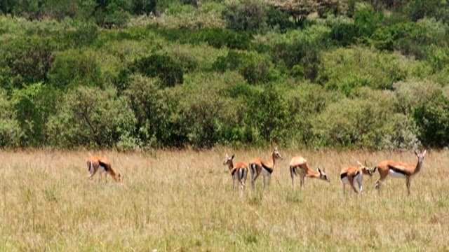 Grazing Antelopes in a Grassy Savanna
