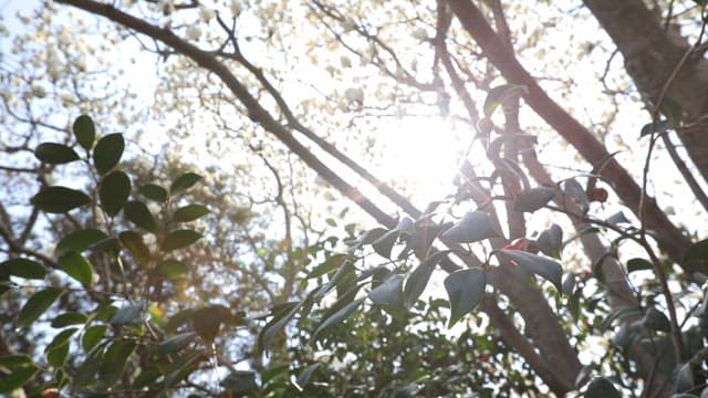 Sunlight filtering through camelia blooming branches
