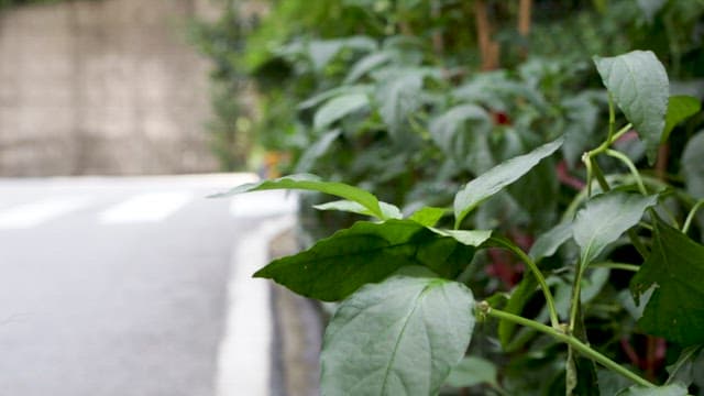 Green Leaves on Roadside