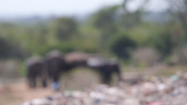Elephant walking in a trash-filled landscape surrounded by greenery