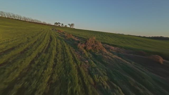 Vast green field with distant trees