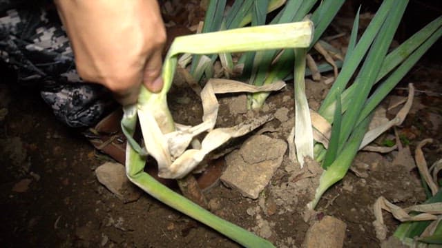 Harvesting green onions at night