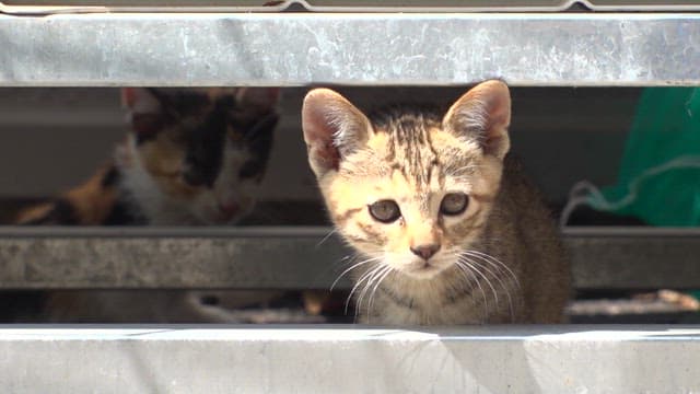 Kittens distracted by toys under metal structures