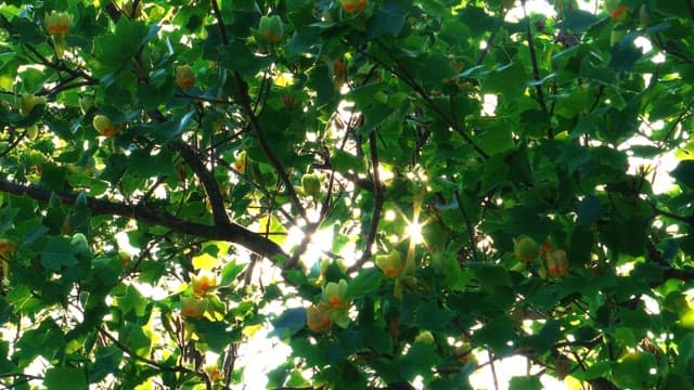 Sunlight filtering through the branches of a lush green tree