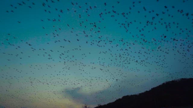 Flock of Birds Flying at Dusk