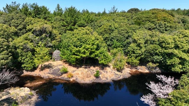 Lush forest with wind turbines