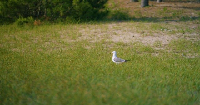 Flight of a Seagull Resting on the Grass