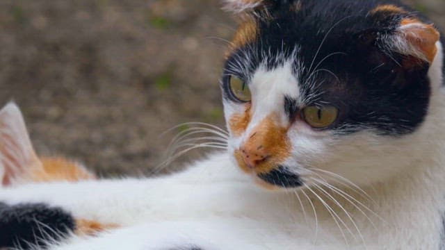 Calico Cat Relaxing Outdoors