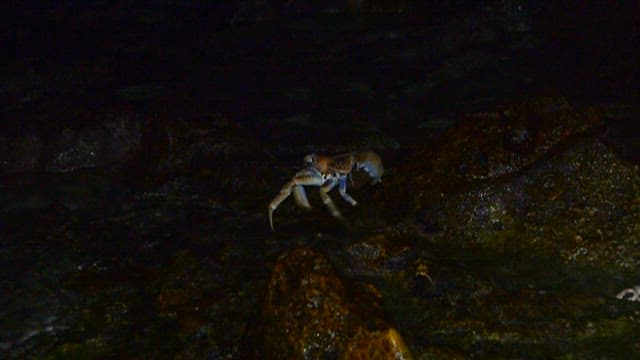 Blue Crab Navigating a Rocky Beach