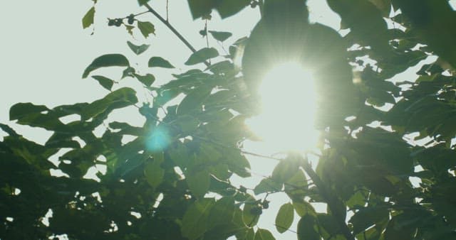 Sunlight Filtering Through Green Leaves