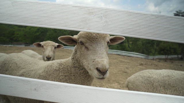 Sheep gathered inside a rural farm enclosure