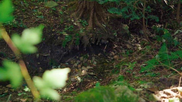 Serene forest scene featuring a tree root and rocks