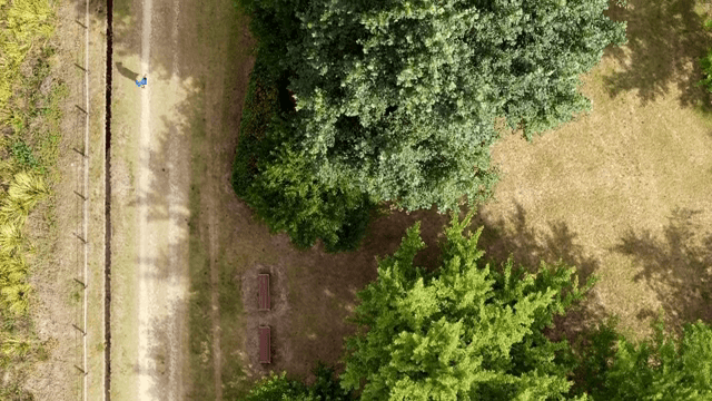 Lush green park with trees