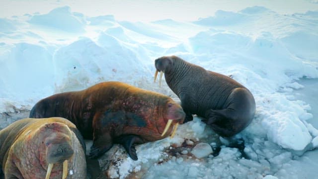 Walruses Resting on Ice in Arctic
