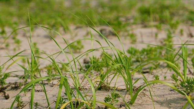 Green grass on sandy ground