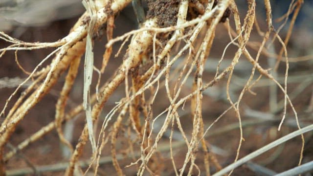 Freshly harvested ginseng with dirt on it