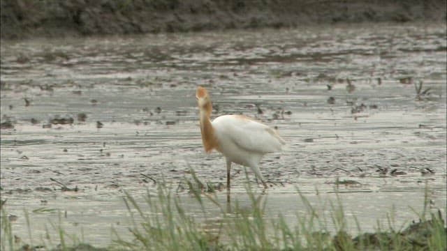 Cattle Cattle Egret Foraging in Marshland