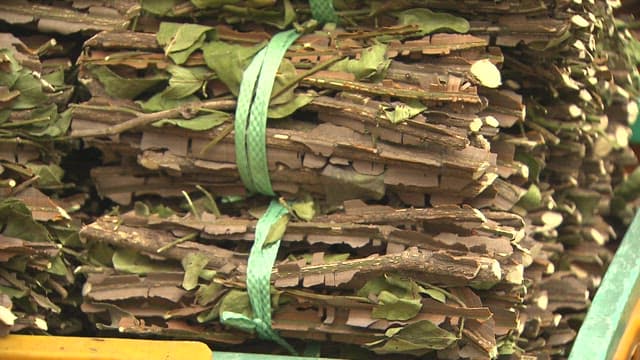 Bundle of Thorny Kalopanax in a Yellow Basket